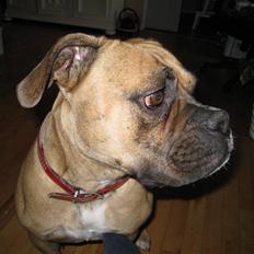 Olde english bulldogge Bullforce Luna Athlet "RIP"