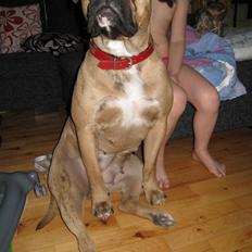 Olde english bulldogge Bullforce Luna Athlet "RIP"