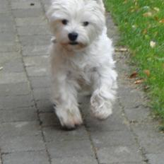 West highland white terrier Frida/ kni's snow crystal