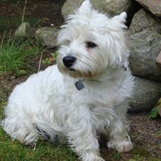 West highland white terrier Frida/ kni's snow crystal