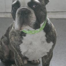Fransk bulldog Monster