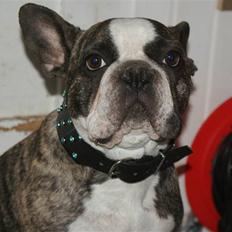 Fransk bulldog Monster