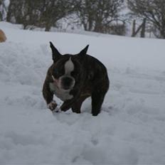 Fransk bulldog Monster