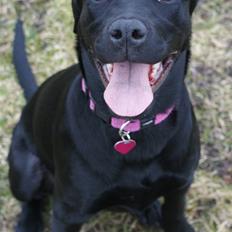 Blanding af racer Laika