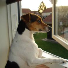 Dansk svensk gaardhund Nugga