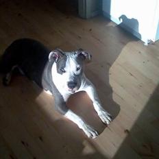 Amerikansk staffordshire terrier Nemo