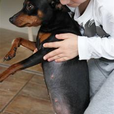 Dvaergpinscher Chili