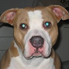 Amerikansk staffordshire terrier Hera