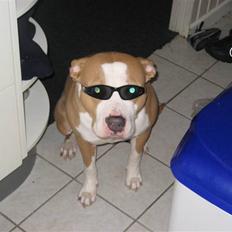 Amerikansk staffordshire terrier Hera