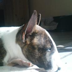 Bullterrier miniature Ofra