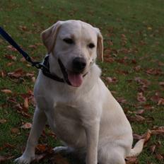 Labrador retriever Cille