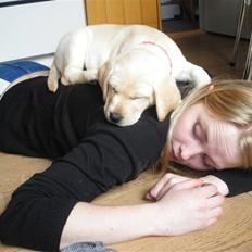 Labrador retriever Cille