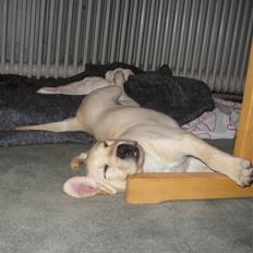 Labrador retriever Cille