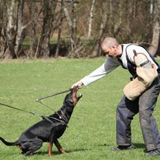 Dobermann GOF Excellent Estrella
