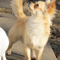 Chihuahua Mr. Keaton aka Bjørn