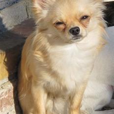 Chihuahua Mr. Keaton aka Bjørn