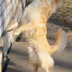 Chihuahua Mr. Keaton aka Bjørn