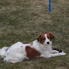 Kooikerhondje Høgedals Zita