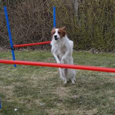 Kooikerhondje Høgedals Zita
