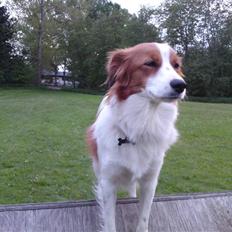 Kooikerhondje Høgedals Zita