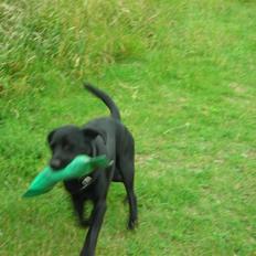 Labrador retriever Luker-boy<33-Jose