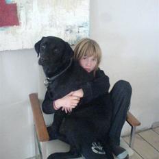 Labrador retriever Luker-boy<33-Jose