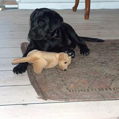 Labrador retriever Luker-boy<33-Jose