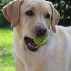 Labrador retriever Freja