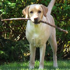 Labrador retriever Freja