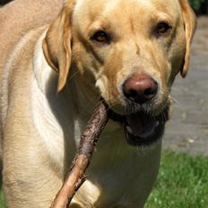 Labrador retriever Freja