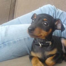 Dvaergpinscher rødkildes chanel