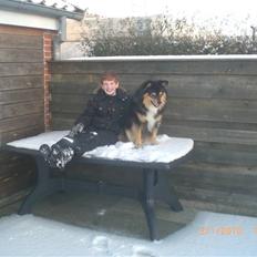 Finsk lapphund Finda Dino