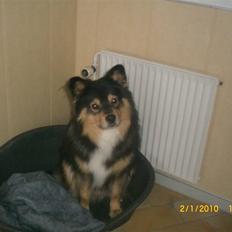Finsk lapphund Finda Dino