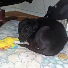 Blanding af racer Nellie RIP :'(