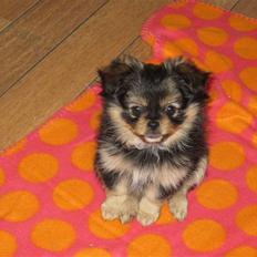 Pomeranian / Pekingeser Mimmi
