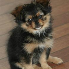 Pomeranian / Pekingeser Mimmi
