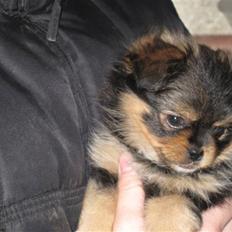 Pomeranian / Pekingeser Mimmi