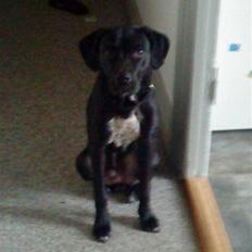 Blanding af racer futte