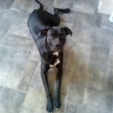 Blanding af racer futte