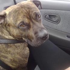 Blanding af racer Miklo