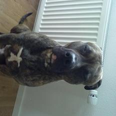 Blanding af racer Miklo