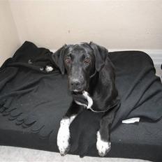Labrador retriever / Gammel Dansk Hønsehund