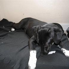 Labrador retriever / Gammel Dansk Hønsehund