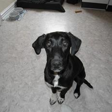 Labrador retriever / Gammel Dansk Hønsehund