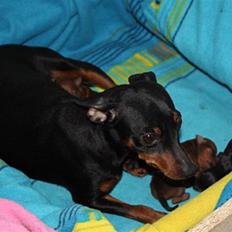 Dvaergpinscher Chili