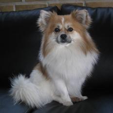 Blanding af racer Chi/Papillon Max*R.I.P*