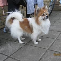 Blanding af racer Chi/Papillon Max*R.I.P*