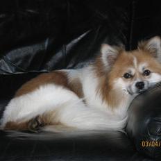 Blanding af racer Chi/Papillon Max*R.I.P*
