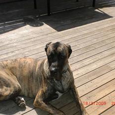 Blanding af racer bølle