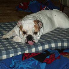 Engelsk bulldog Lullu